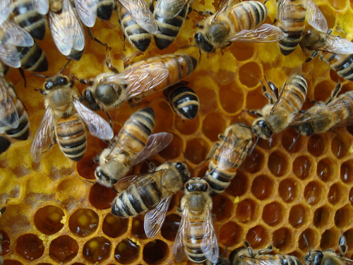 bees bees