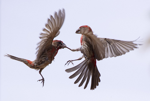 birdfight bird fight