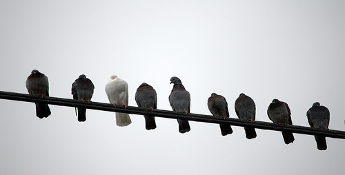 birdon a wire