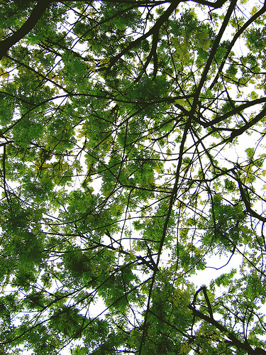 synapses synapse tree