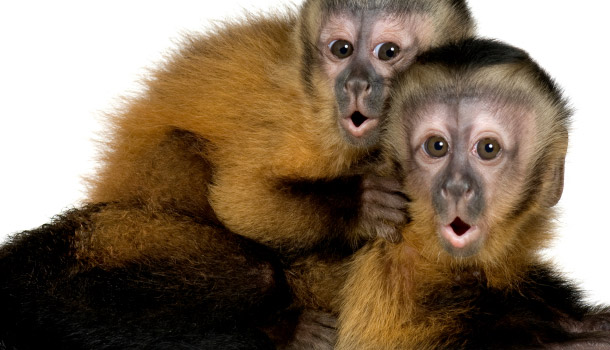 header_Snackable_CapuchinMonkeys