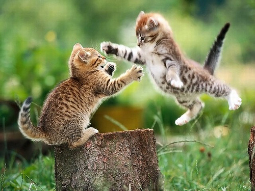 catfight catfight