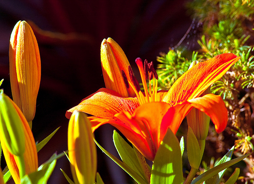bloominglily