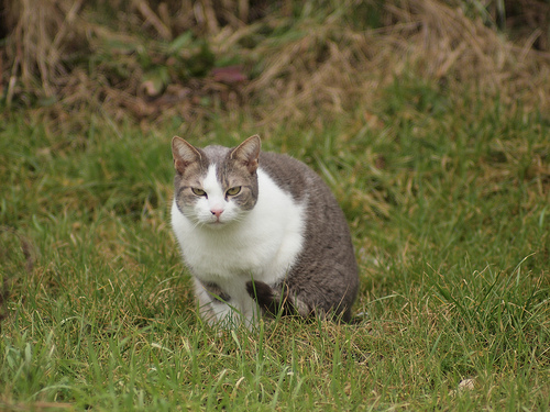 cat fu