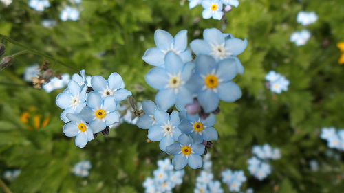 forgetmenot