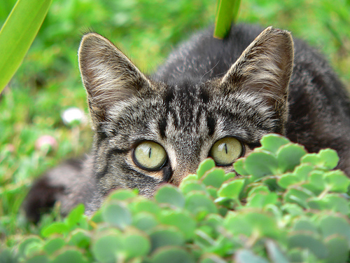 introvertcat introvert cat