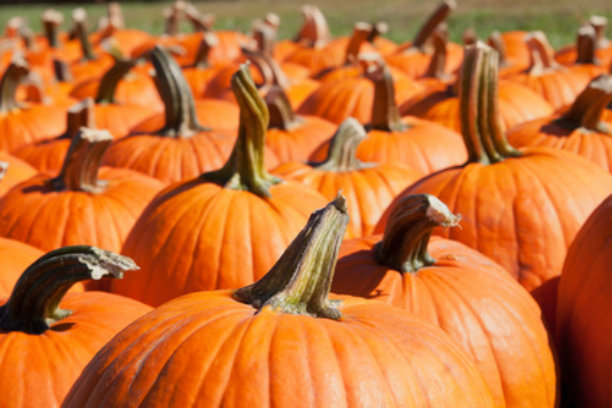pumpkins pumpkins
