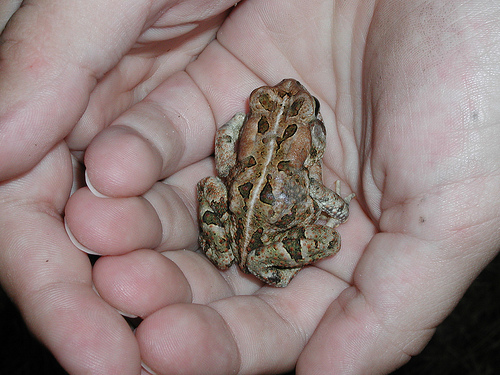 tiny frog