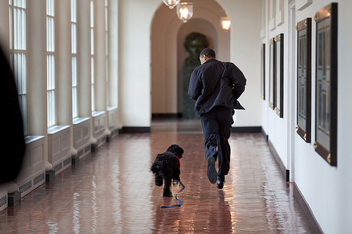boobama Bo Obama