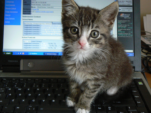 computercat