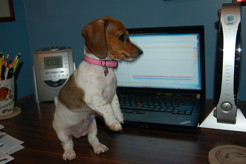 dogatcomputer