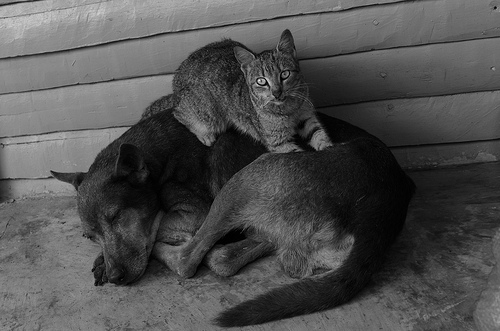 dogsandcats dogs and cats