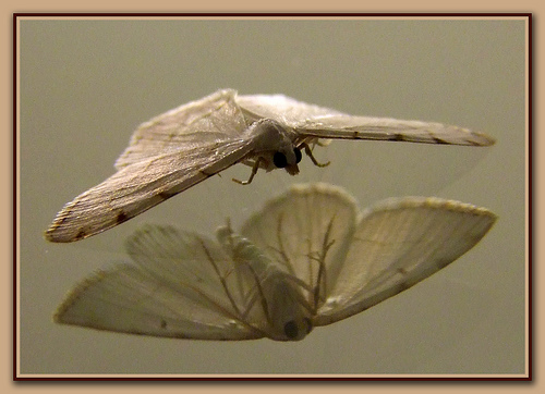 mirrormoth