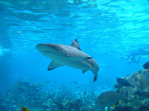 shark