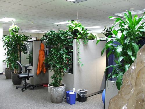 Plants Plants