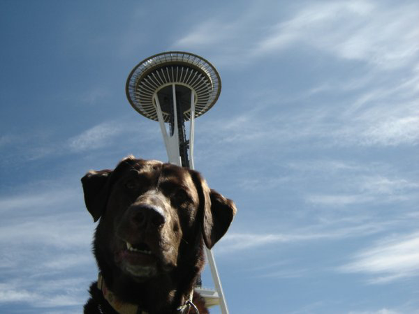 Space needle dog Space needle dog