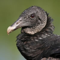 buzzard-current-recession