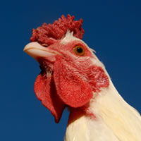 chicken-current-recession
