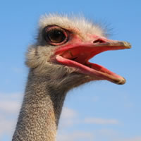ostrich-current-recession