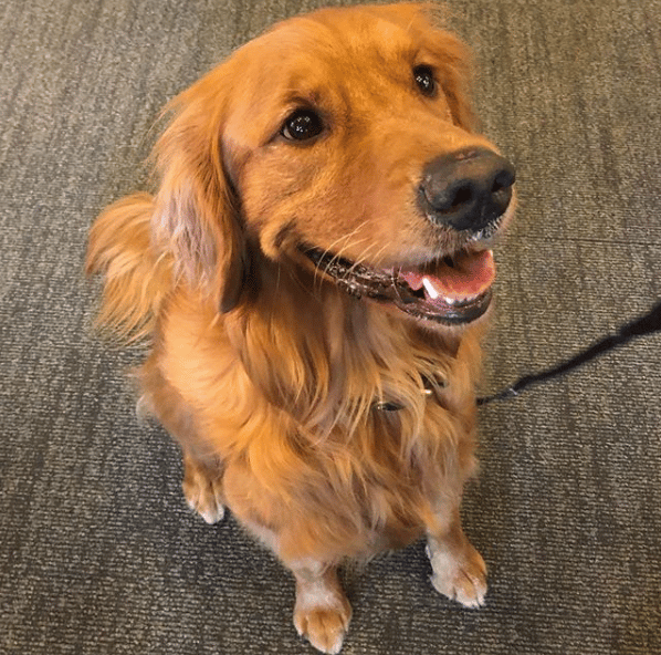 golden_retriever
