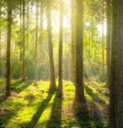 Trees in a forest