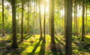 Trees in a forest
