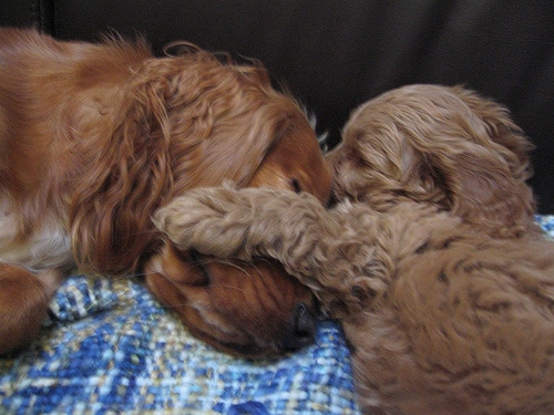 Puppyhug