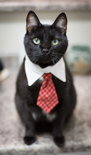 Officecat