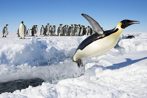 penguin