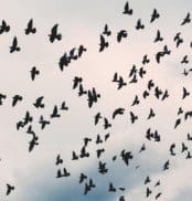 flight risks