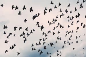 flight risks