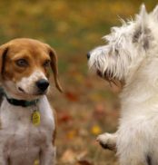 dogs networking