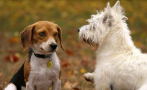 dogs networking