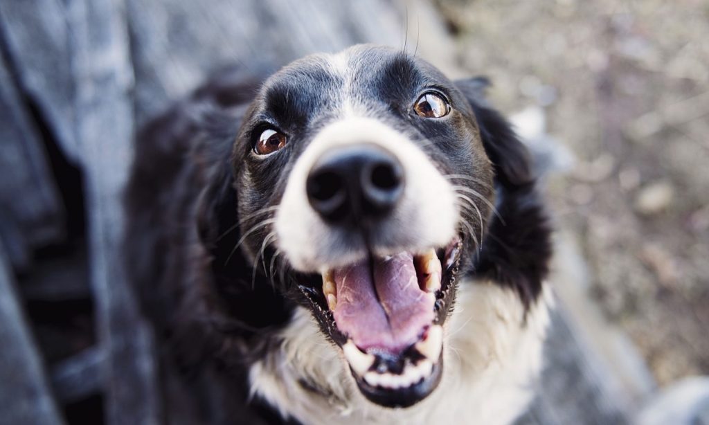 pet insurance benefits