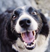 pet insurance benefits