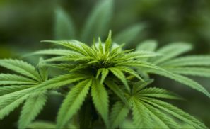 pot jobs